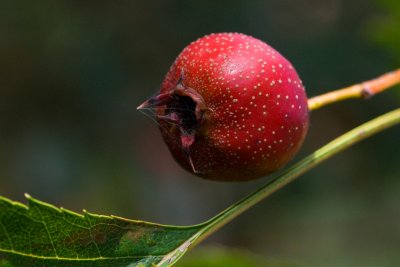 Crataegus pinnatifida - hloh přenoklaný - plod
